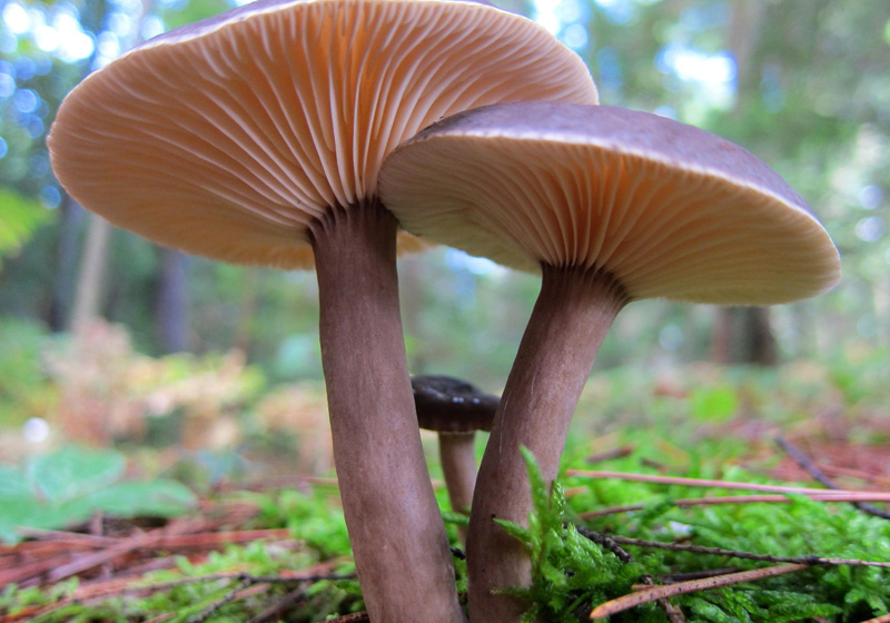 mushrooms