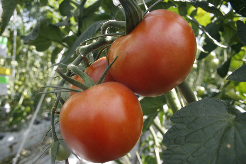 tomato