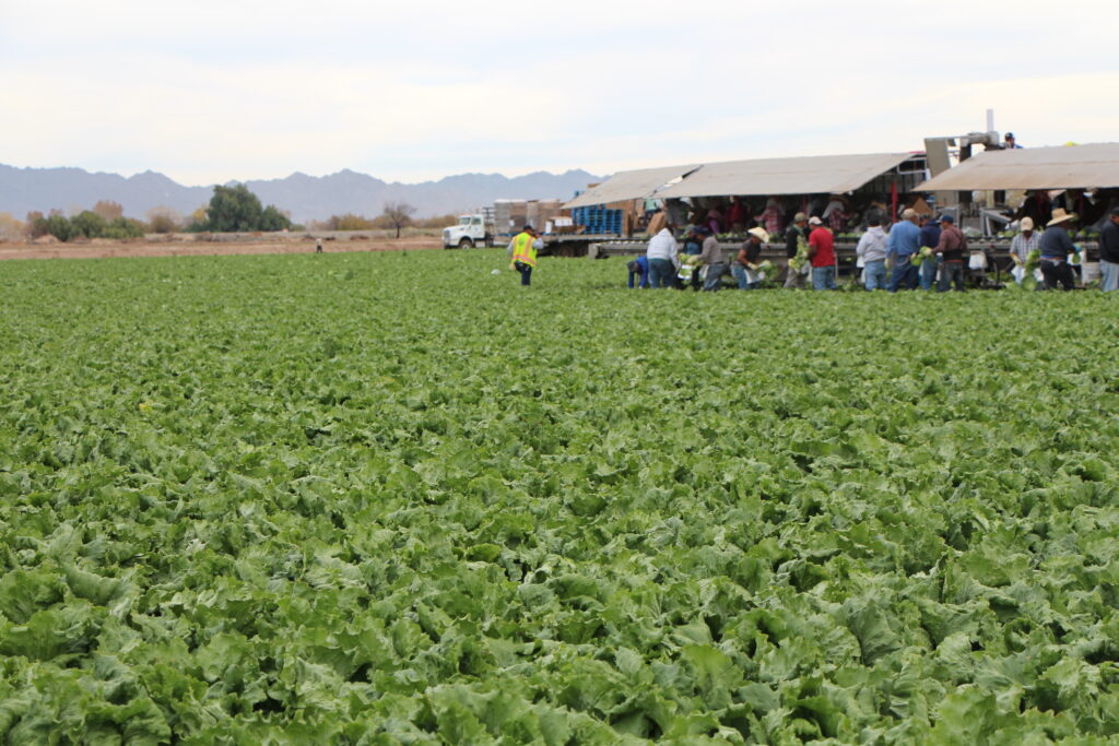 California Labor Commissioner Provides Guidance On Agricultural