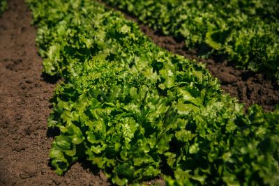 rows of greens in an agricultural field