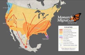 Western monarch population is facing greater decline and environmental threats