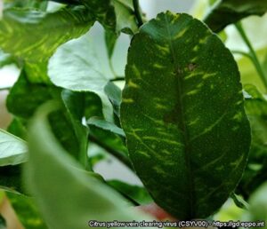 figure 1: citrus leaf infected with CYVCV